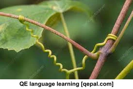 تصویر فلش کارت tendril