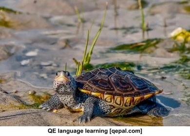 تصویر فلش کارت terrapin