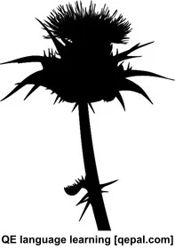 تصویر فلش کارت thistle