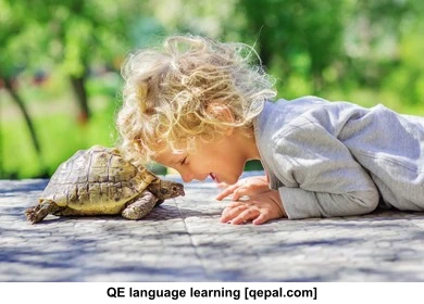 تصویر فلش کارت turtle