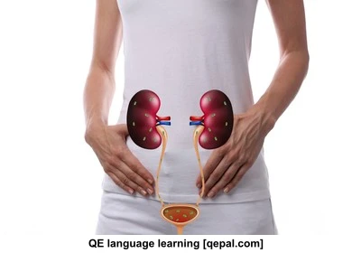 تصویر فلش کارت urinary