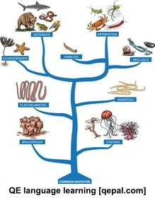 تصویر فلش کارت vertebrate