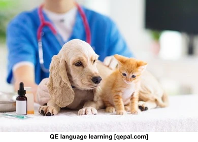 تصویر فلش کارت vet