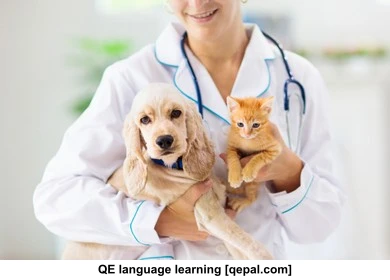 تصویر فلش کارت veterinarian