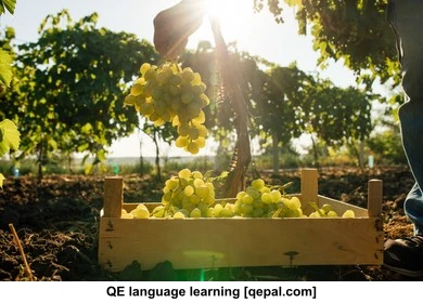 تصویر فلش کارت vinery