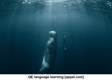 تصویر فلش کارت whale