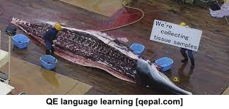 تصویر فلش کارت whaling