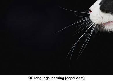 تصویر فلش کارت whisker