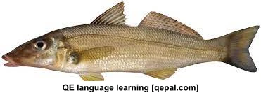 تصویر فلش کارت whiting