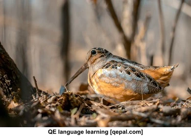 تصویر فلش کارت woodcock
