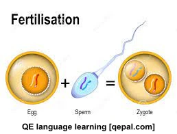 تصویر فلش کارت zygote